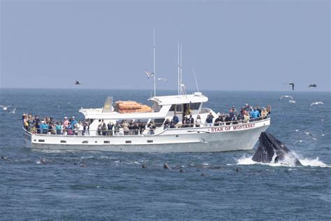 groupon monterey|Monterey: Monterey Bay Dolphin and Whale Watching Boat Tour.